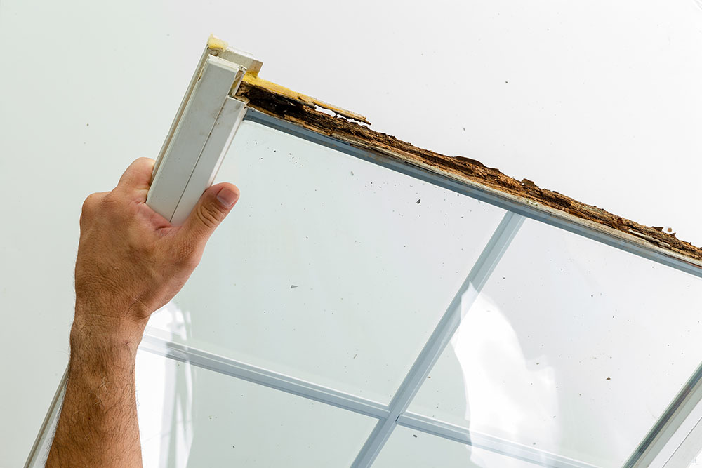 Man displaying a window damaged by wet rot in the wooden frame. signs of decayed wood