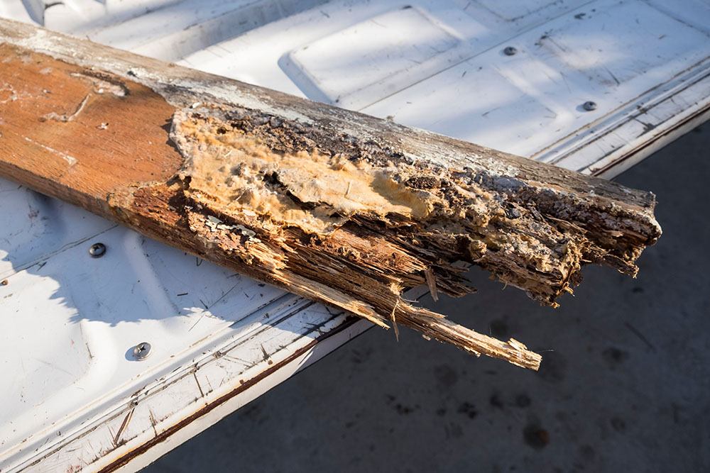 Dry Rot: A Silent Threat to Your Home's Integrity